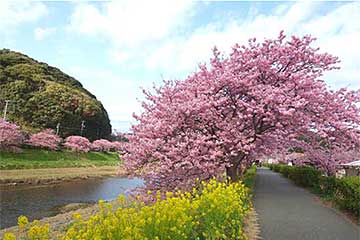 <千葉・津田沼・松戸発>なんと『60分間』伊豆のいちご狩り食べ放題&約400本の『かんなみ河津桜まつり』9,400円~9,900円1